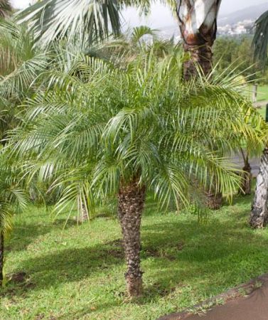 Pygmy Date Palm 450 2 1024x1024