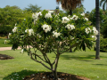 Singapore Plumeria Plant