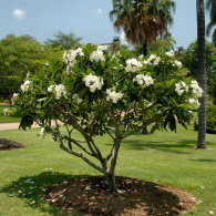 Singapore Plumeria Plant