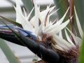 bird of paradise flowers