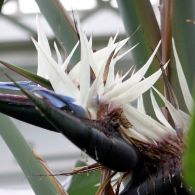 bird of paradise flowers