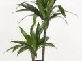 dracaena fragrans janet craig 1 298x