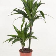 dracaena fragrans janet craig 1 298x