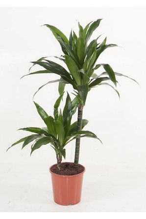 dracaena fragrans janet craig 1 298x