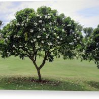 plumeria tree pierre leclerc canvas print