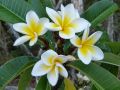 pranagogreen Plumeria Champa Any Color   Plant 2