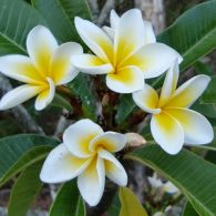 pranagogreen Plumeria Champa Any Color   Plant 2