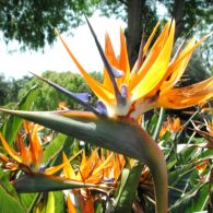 Strelitzia